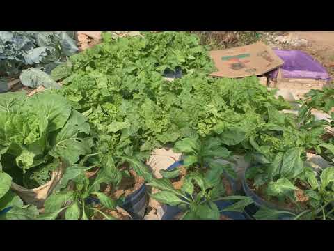 vegetable garden at home | Lyly lifestyle vegetable garden at home | Lyly lifestyle