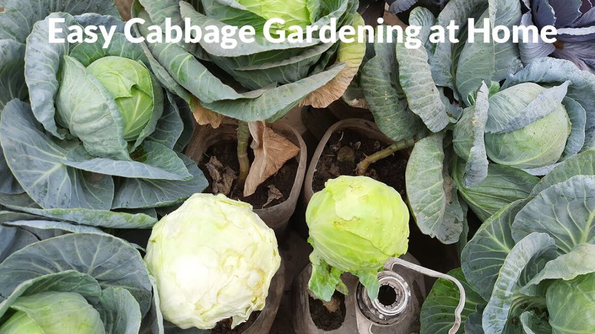 Cabbage Growing without Care – Easy and Organic Green Vegetable Gardening @drkakfood Cabbage Growing without Care - Easy and Organic Green Vegetable Gardening @drkakfood