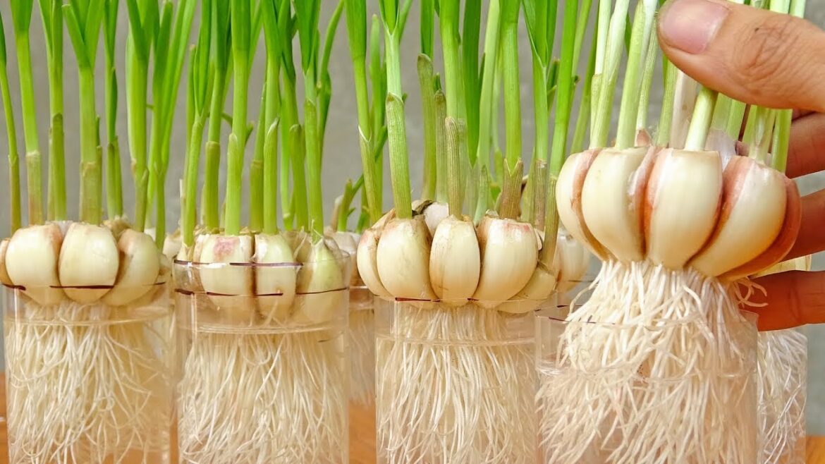 Home Gardening Growth Useful Tips for Vegetables Beginners – LIVE STREAMING Home Gardening Growth Useful Tips for Vegetables Beginners - LIVE STREAMING