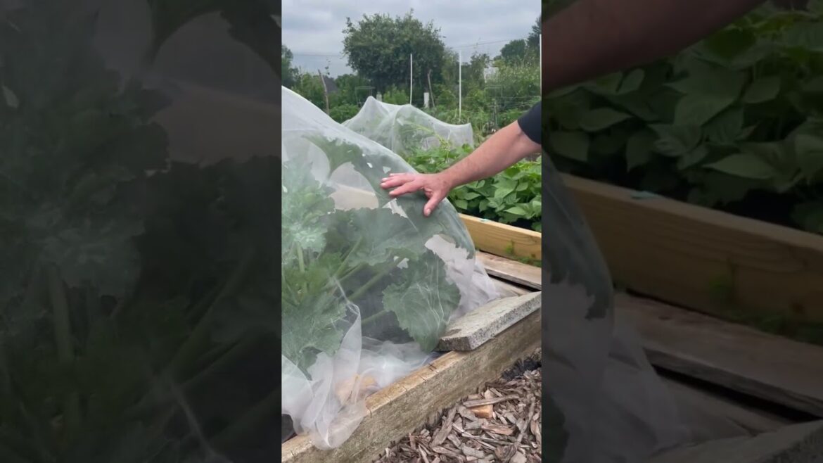 Insect Netting to Prevent Pests in a Vegetable Garden Insect Netting to Prevent Pests in a Vegetable Garden