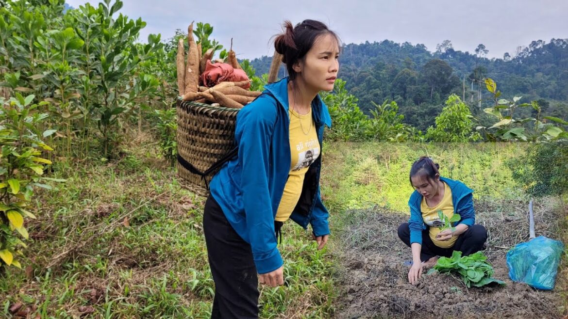Gardening, digging cassava to sell. Buy vegetable seeds to plant. Gardening, digging cassava to sell. Buy vegetable seeds to plant.
