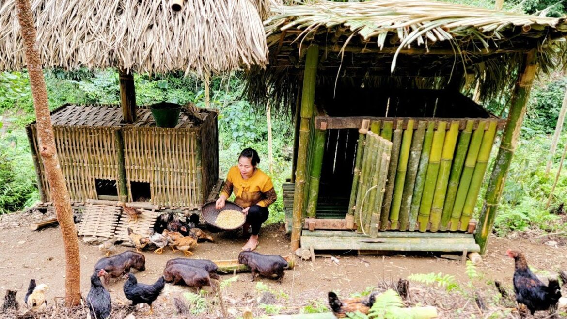 Vegetable garden design I Harvesting cassava I Nguyen Thi Yeu Vegetable garden design I Harvesting cassava I Nguyen Thi Yeu