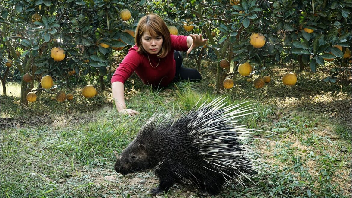Meet Strange HEDGEHOG While Harvesting Vegetable Garden Goes to the Market Sell | Free New Life Meet Strange HEDGEHOG While Harvesting Vegetable Garden Goes to the Market Sell | Free New Life