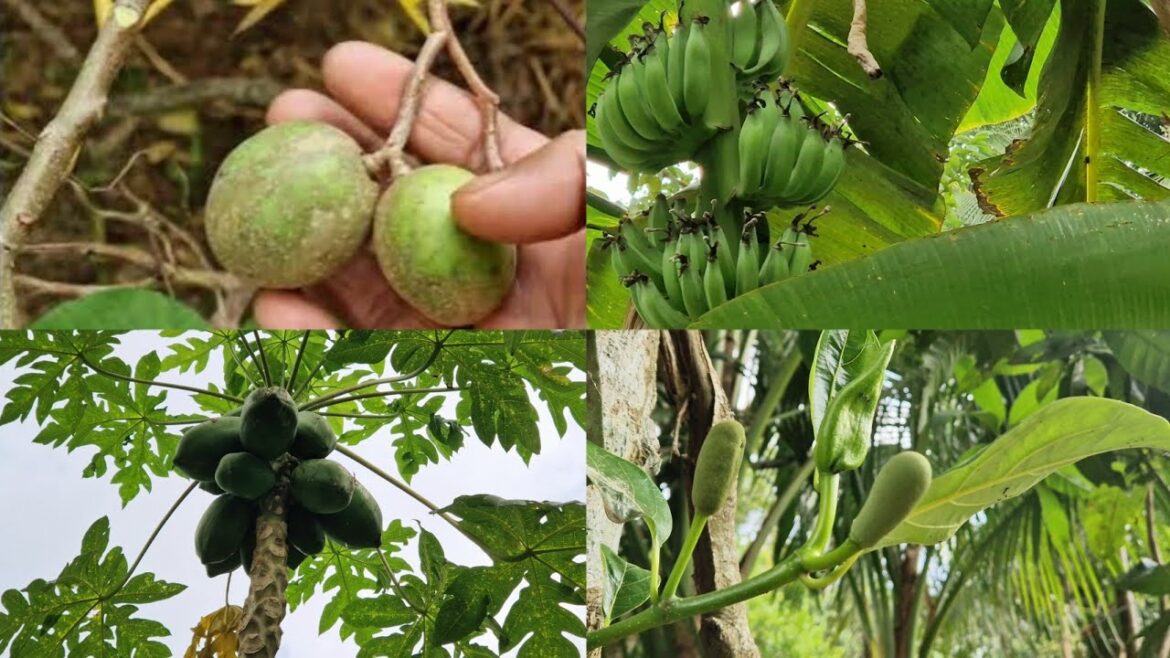 Anggina Bagan: Vegetable Garden tour | Aubergine update | Shoukher Bagan Sylhet 2023 Anggina Bagan: Vegetable Garden tour | Aubergine update | Shoukher Bagan Sylhet 2023