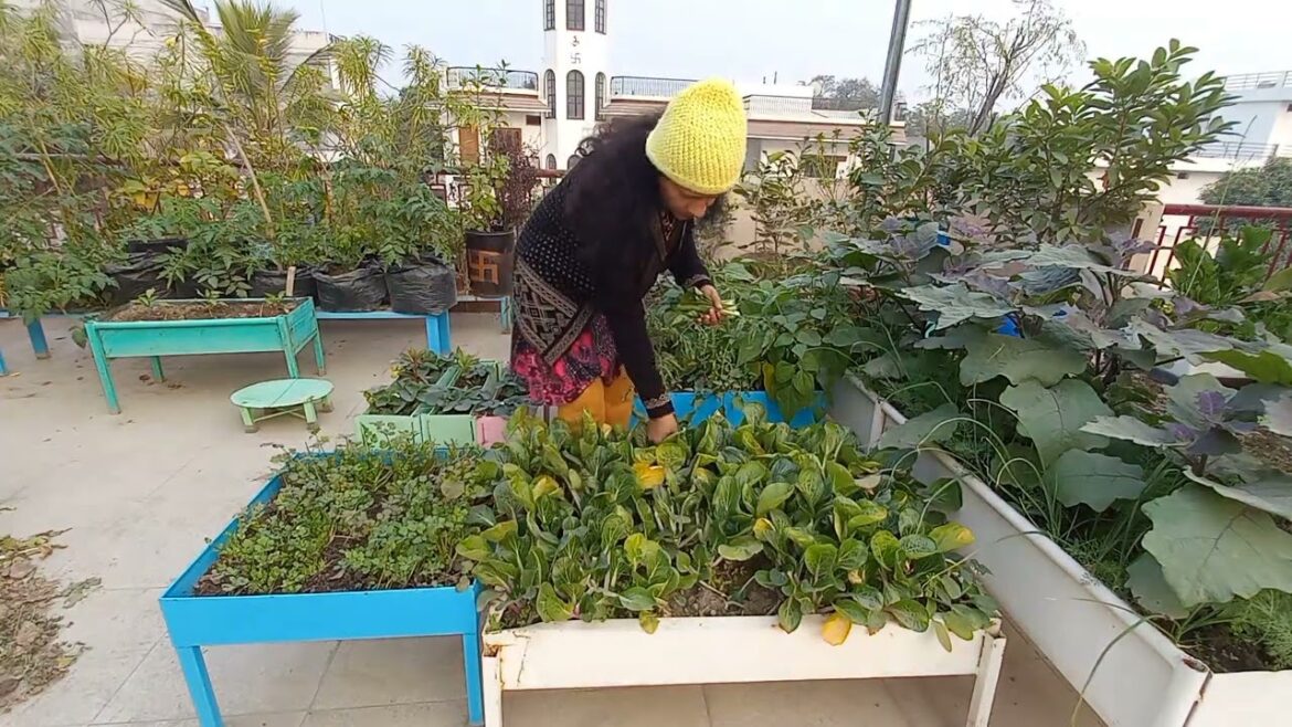 winter vegetable gardening/organic gardening mere sath/terrace gardening. winter vegetable gardening/organic gardening mere sath/terrace gardening.
