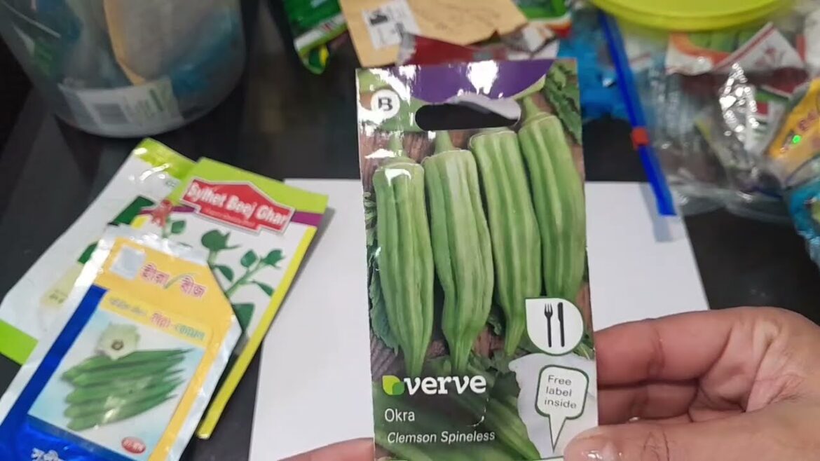 How to Grow okra/ডেরস/Bhindi at home #vegetable #gardening UK 2023/2024 How to Grow okra/ডেরস/Bhindi at home #vegetable #gardening UK 2023/2024