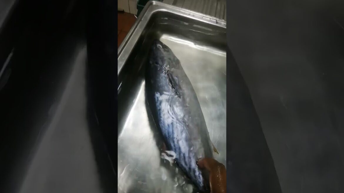 #Fish #Arabic fish#snl24food_livefishy Bahrain #snl_24_food #food #nslfood