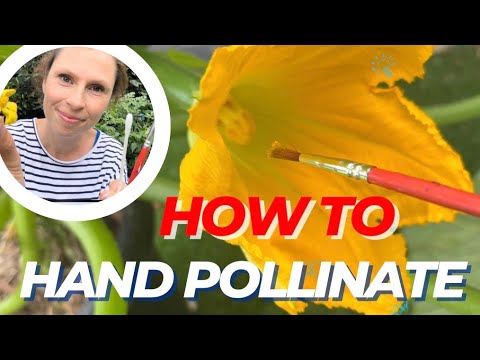 Hand Pollination – 2 EASY ways to hand pollinate your vegetable garden – Zucchinis and Watermelon Hand Pollination - 2 EASY ways to hand pollinate your vegetable garden - Zucchinis and Watermelon