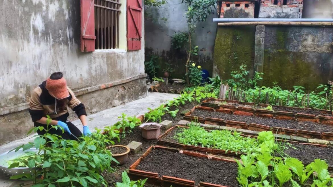Vegetable Garden Renovation Episode 11 – Harvest All The Remaining Vegetables Vegetable Garden Renovation Episode 11 - Harvest All The Remaining Vegetables