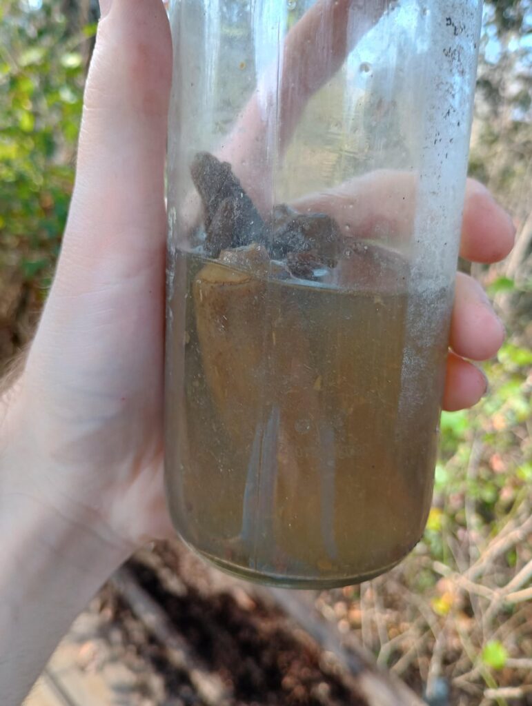 Wild canned okra. No idea how old, lid was visible but most of the can was buried under brush. Still good? Kidding, but what is the longest something can stay canned and still be good? I have some old cans from 2018 but they were in a house fire. Still sealed, mind you