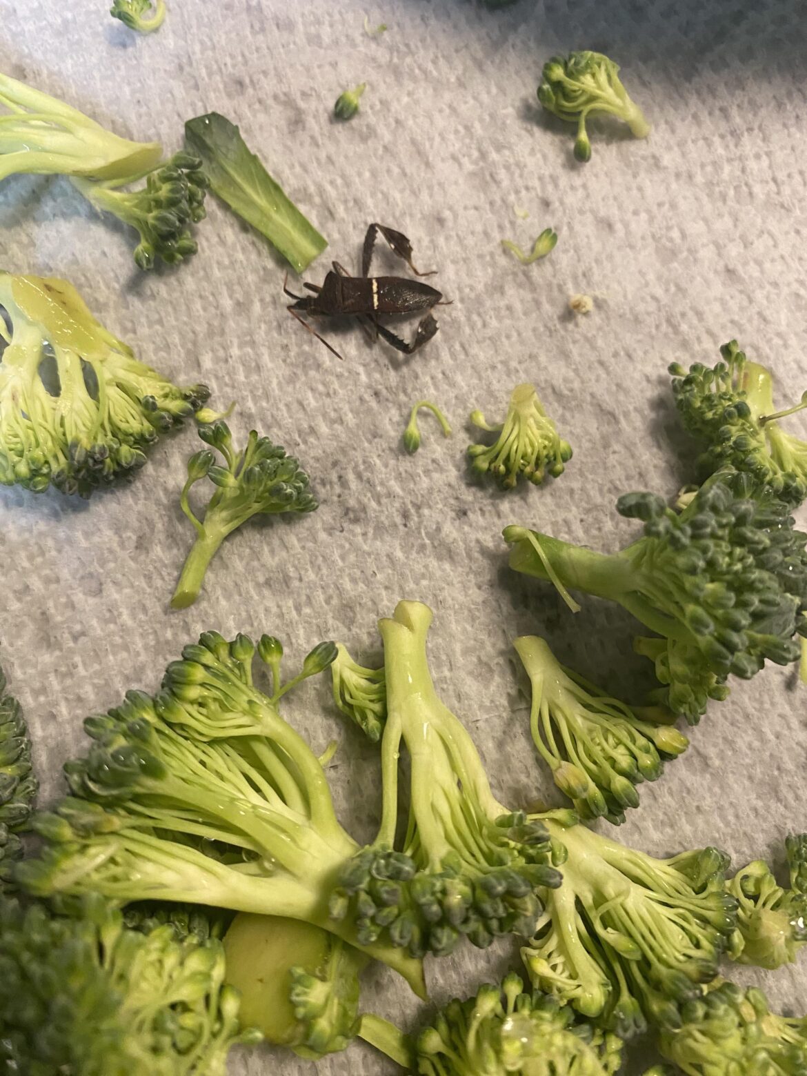 On this episode of Hello Fresh flops