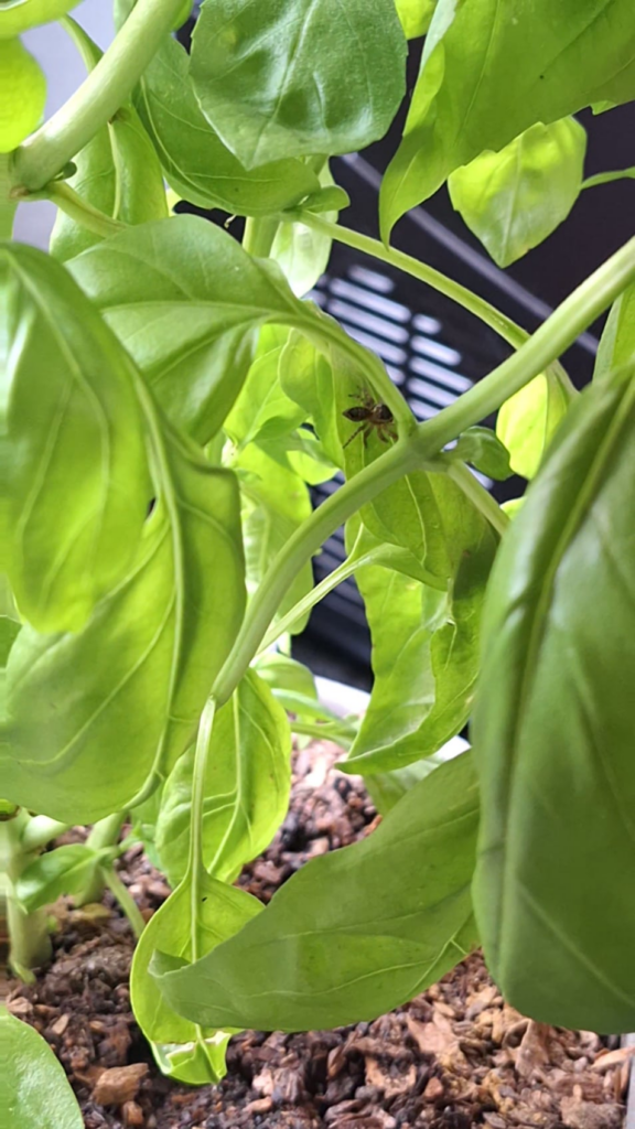 Little spider on my basil