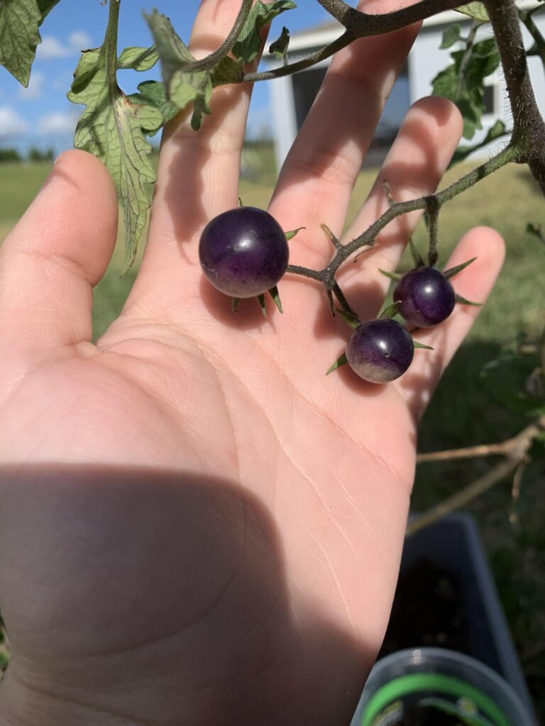Purple tomatoes?