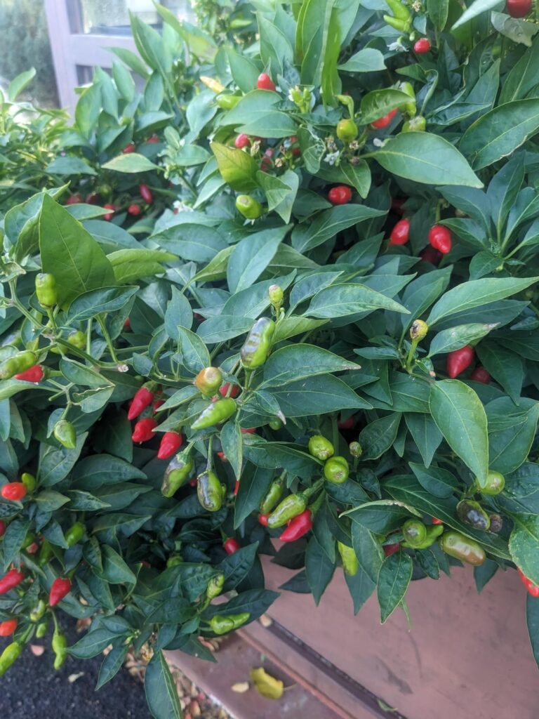 Looking for help identifying this pepper