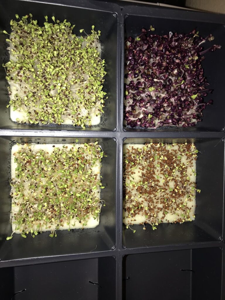 When are my microgreens ready to harvest?