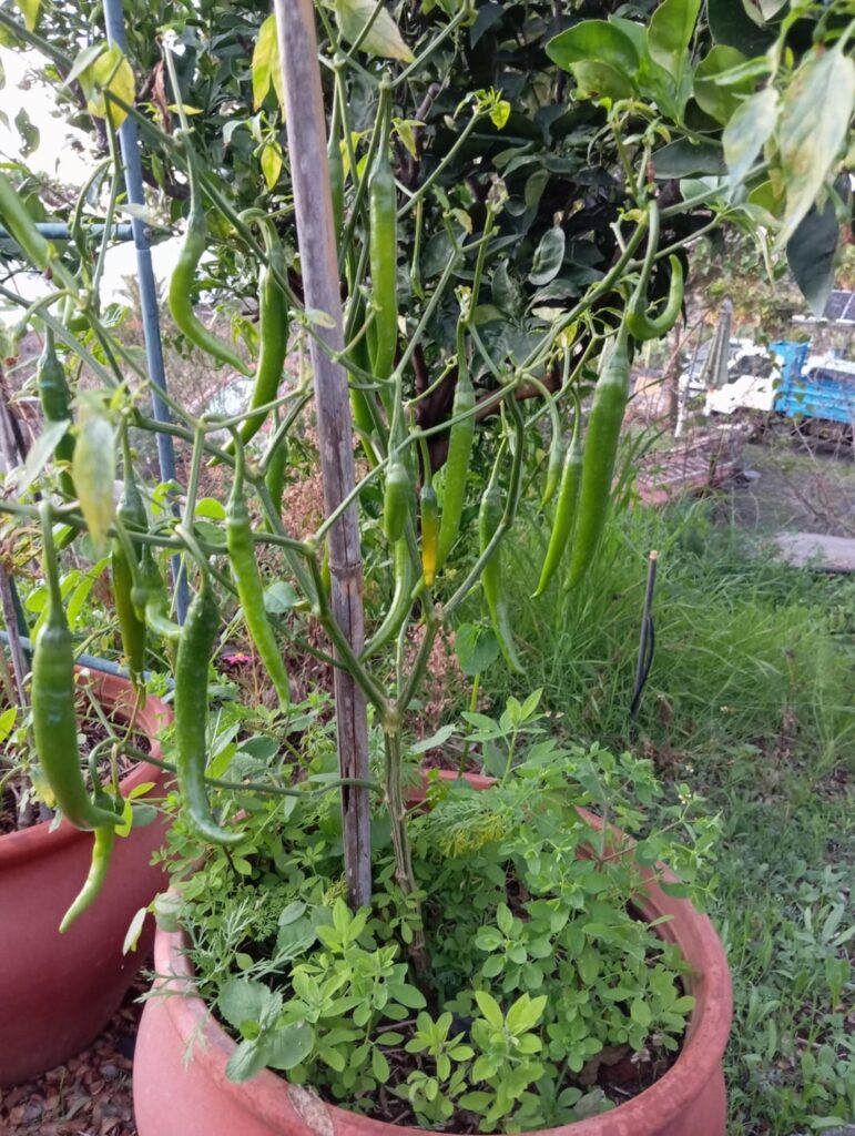 Need Help Identifying Mature Pepper Plant