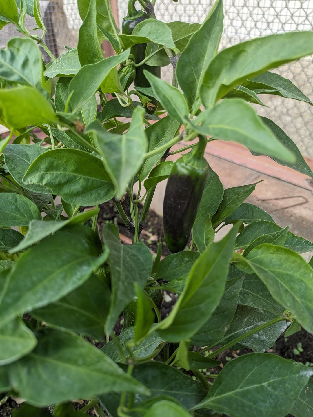 Some Jalapeno peppers & stems turning purple (9b zone California