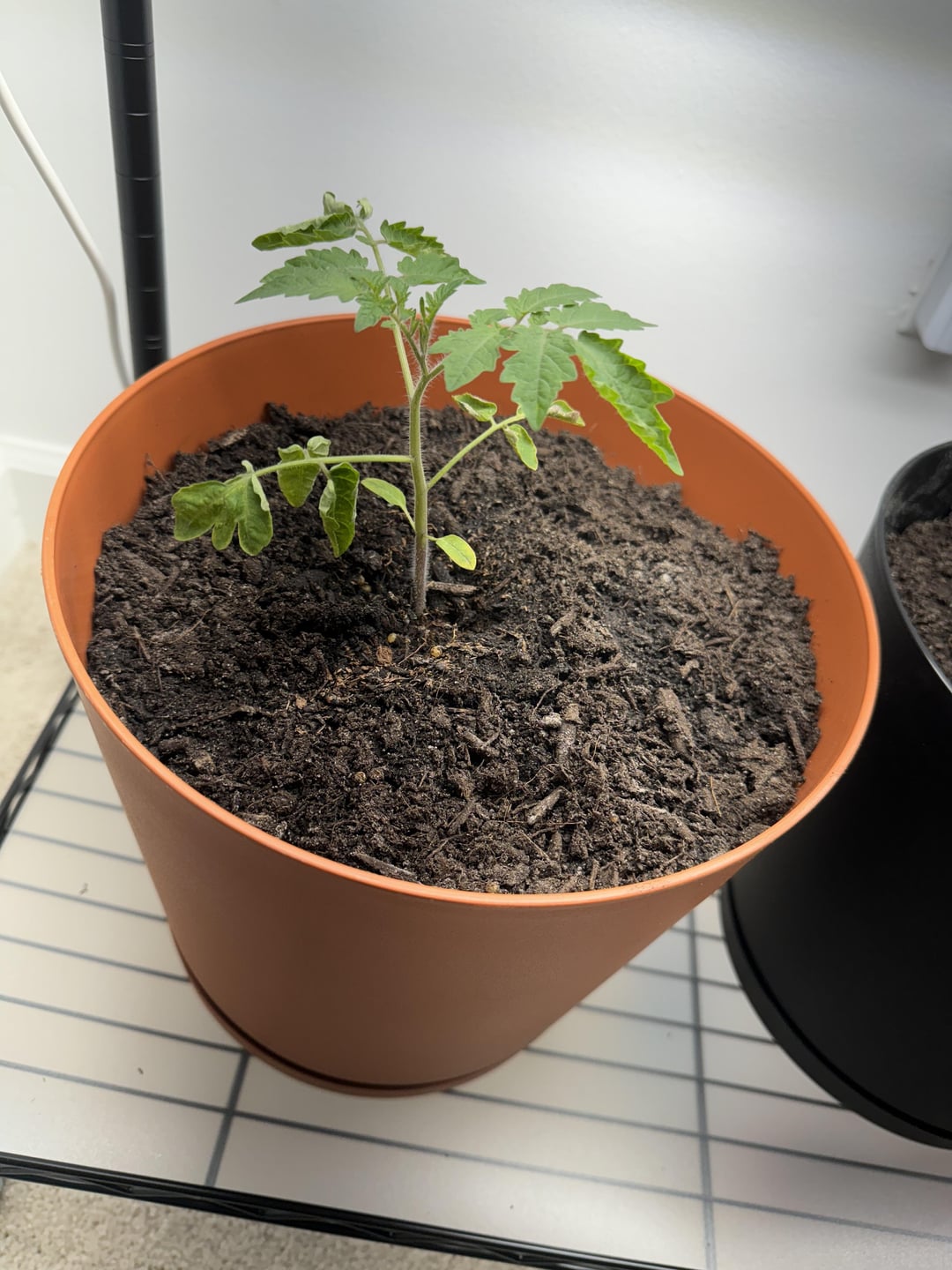 Why is my new tomato on the struggle bus? (Drooping and some yellowing