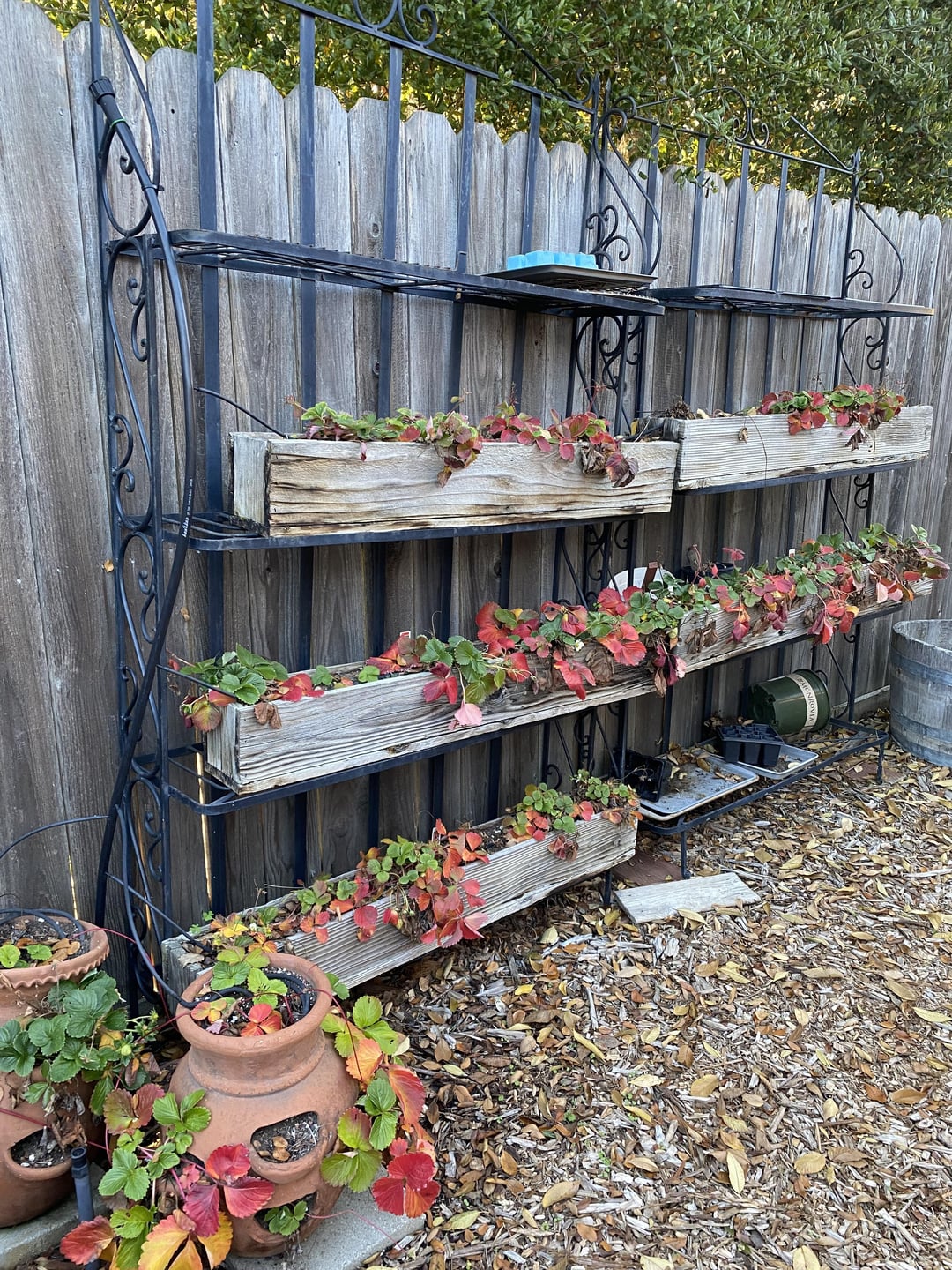 Still getting strawberries in my garden. California, 20 miles east of