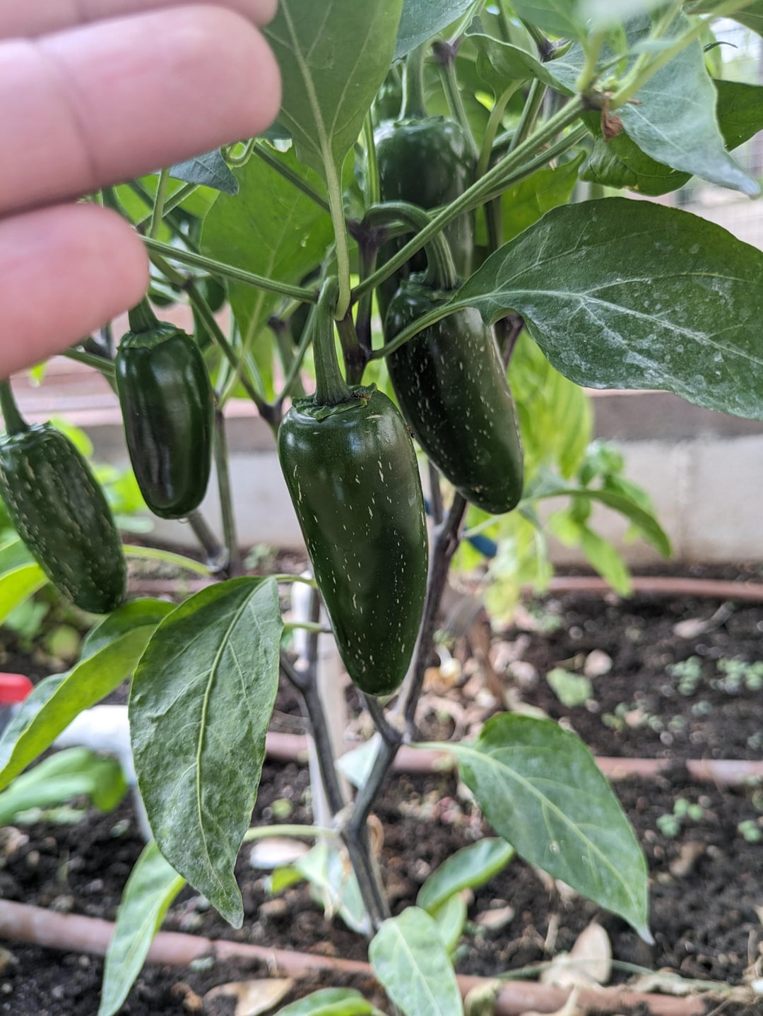 Some Jalapeno peppers & stems turning purple (9b zone California