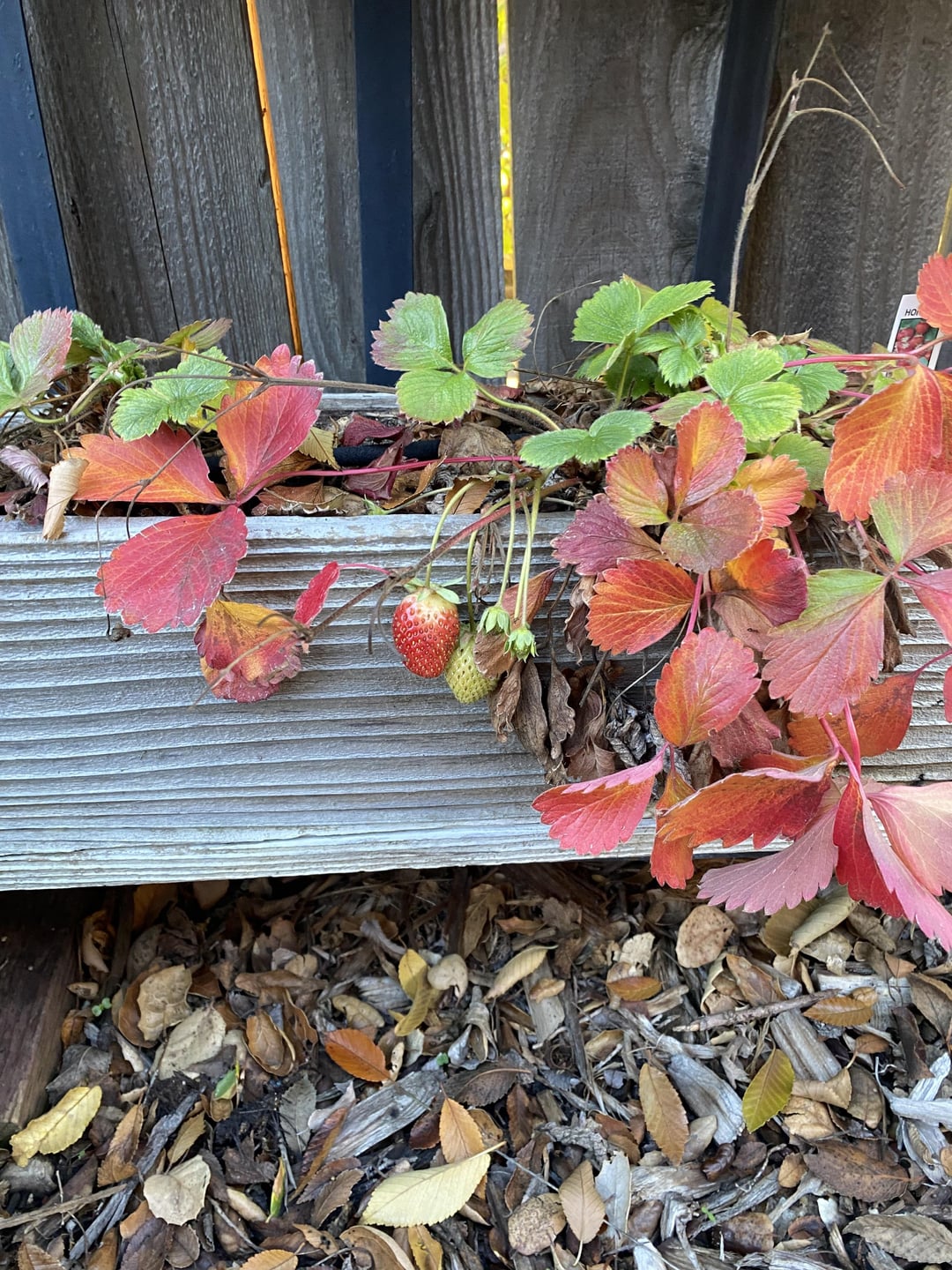 Still getting strawberries in my garden. California, 20 miles east of