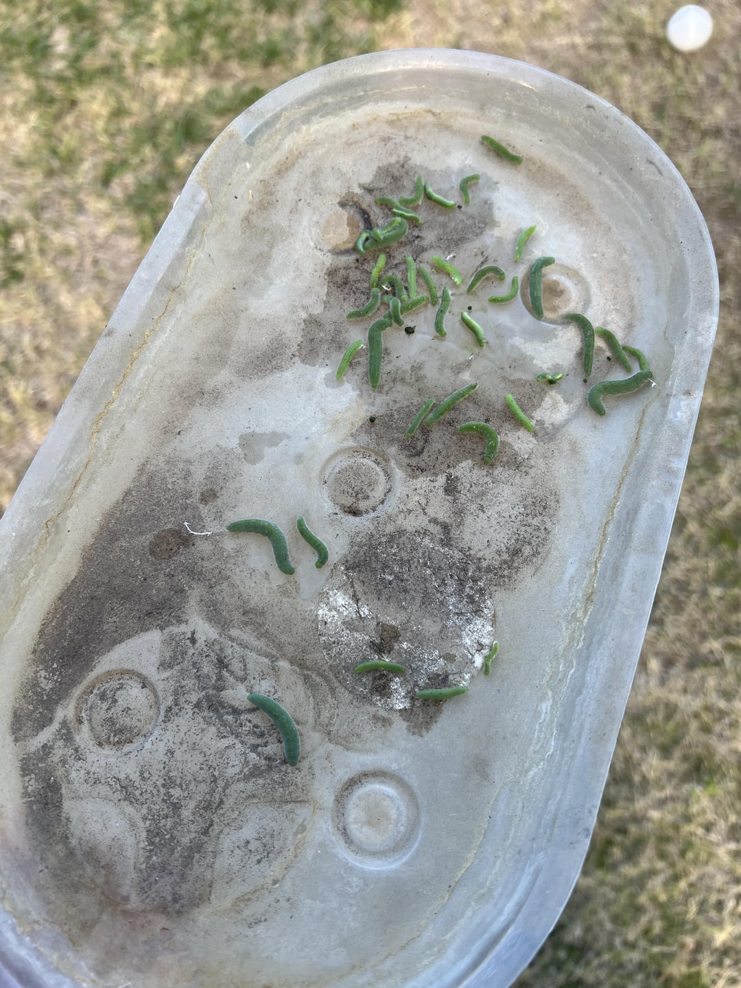 How do I deter caterpillars Dining and Cooking