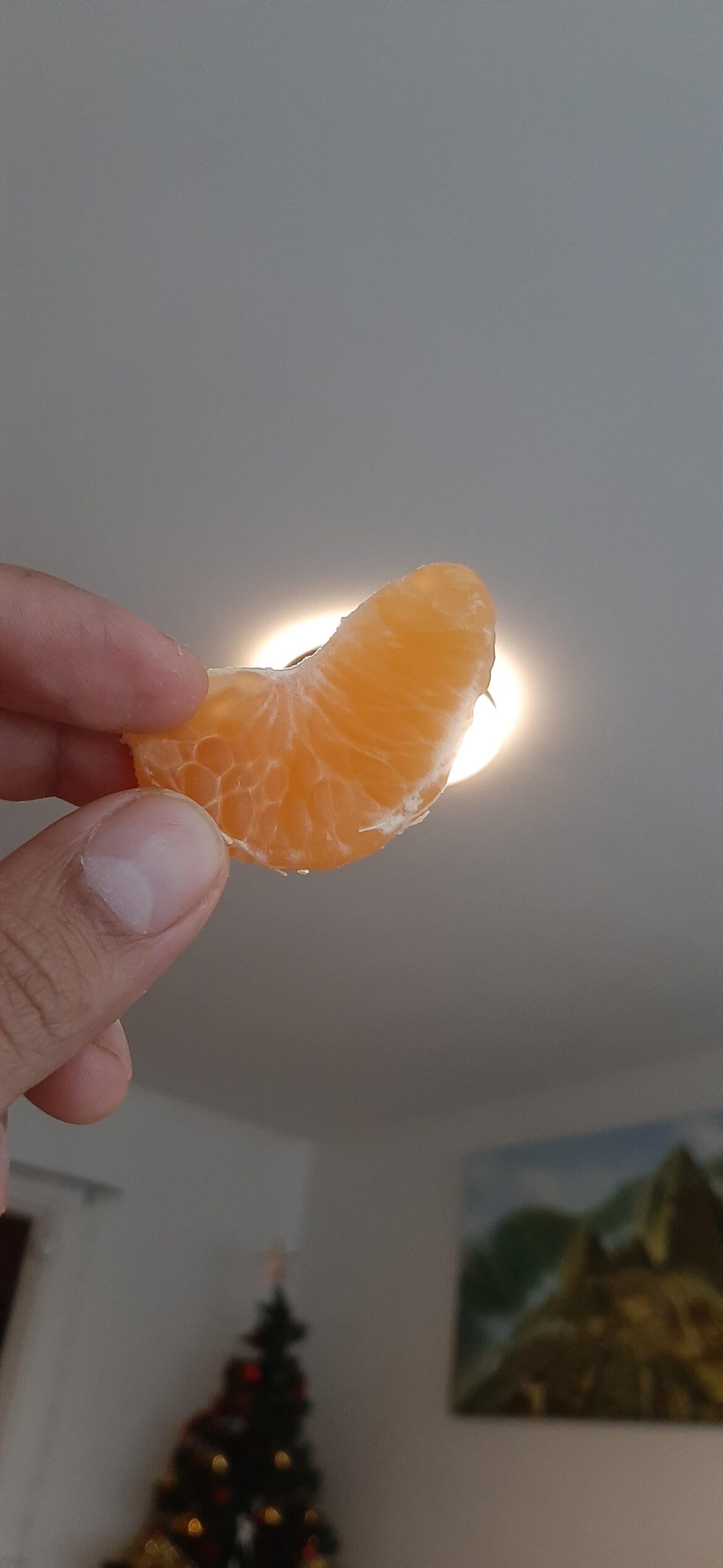 Am I the only one who checks for seeds like this before eating tangerines?
