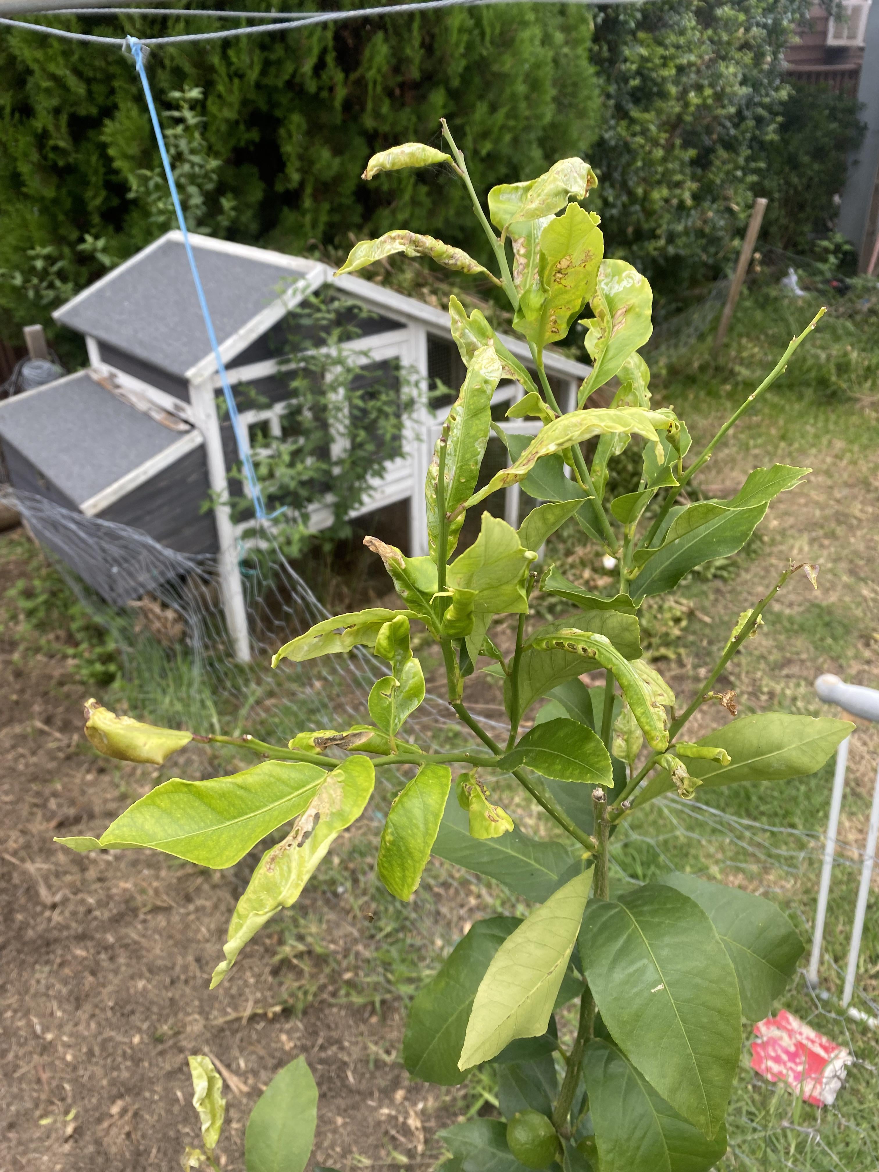 Why is my lemon tree sad? Dining and Cooking