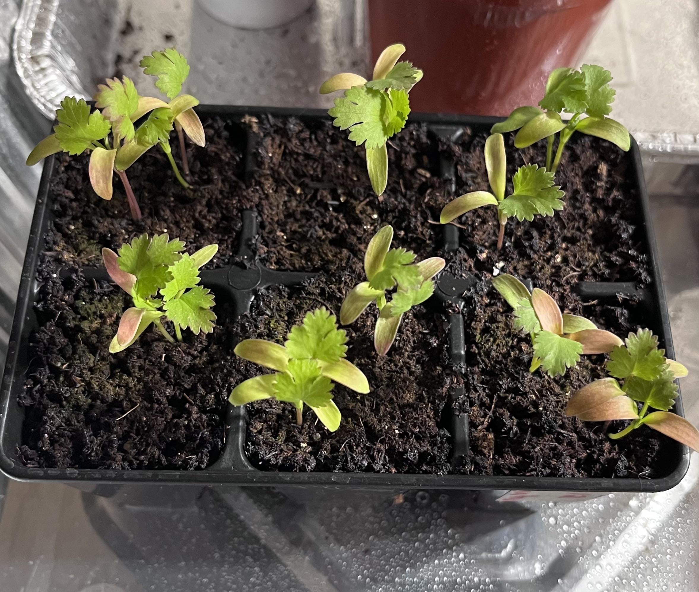 First time starting cilantro indoors. What’s wrong with them? The