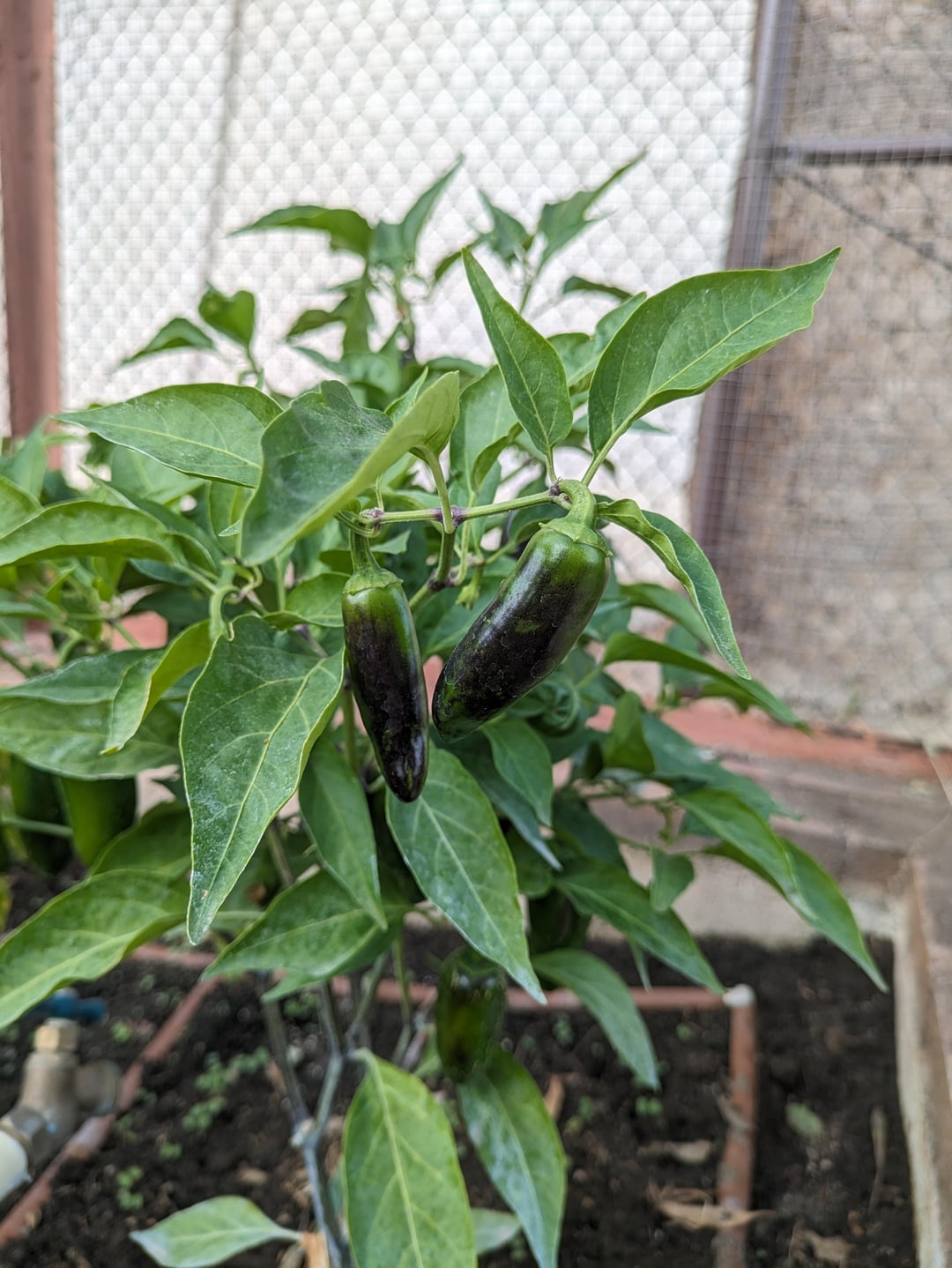 Some Jalapeno peppers & stems turning purple (9b zone California