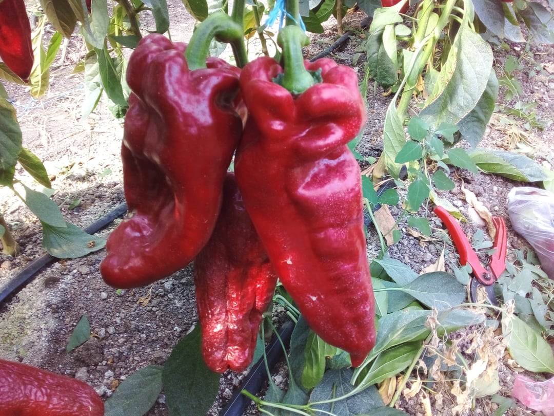 The sweet pepper "Gulliver." One of the heavyweights this season, a new