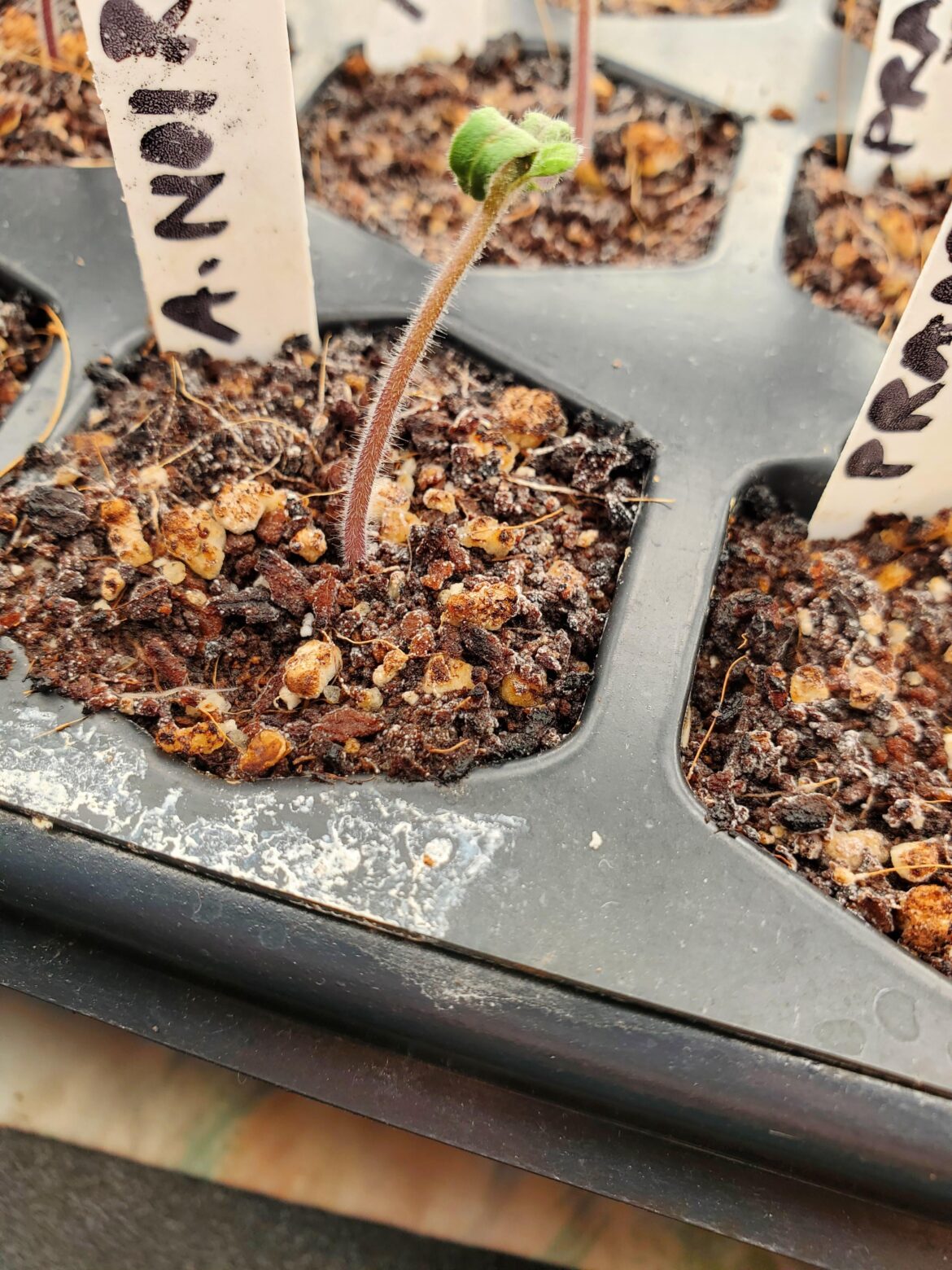 Is this mold or mildew?