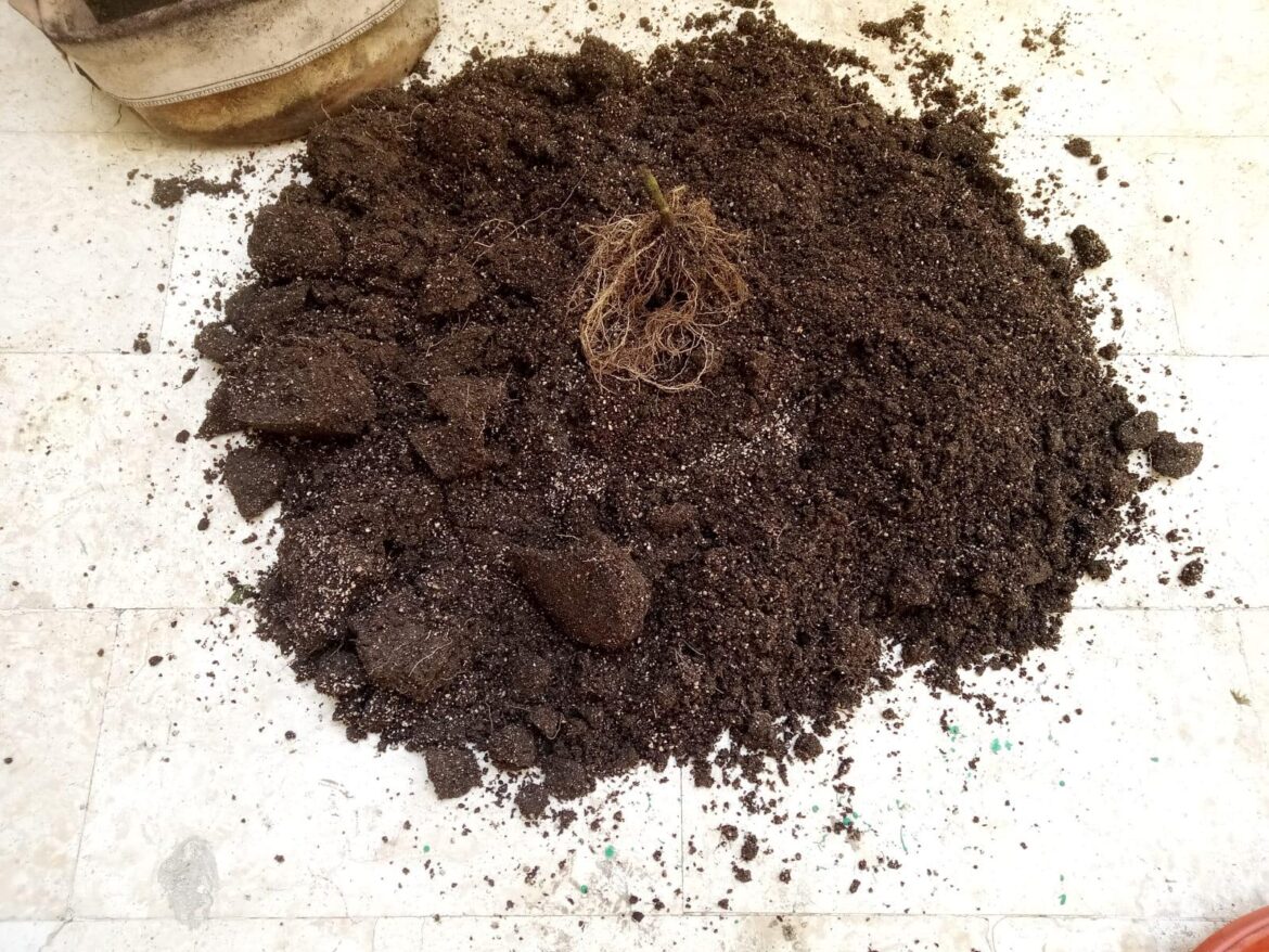 Is this a normal amount of roots for a mature Gold Nugget tomato plant or is this a case of very poor root development?