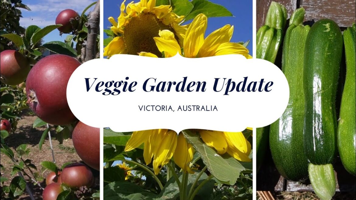 Vegetable Garden Tour, Off-Grid Living, Australian Food Gardening, Zucchini, First Tomatoes and More Vegetable Garden Tour, Off-Grid Living, Australian Food Gardening, Zucchini, First Tomatoes and More