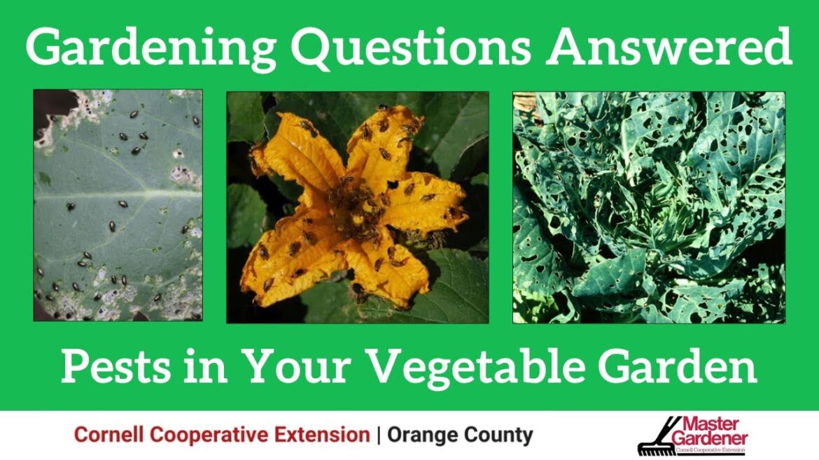 Pests in Your Vegetable Garden | Gardening Questions Answered Pests in Your Vegetable Garden | Gardening Questions Answered