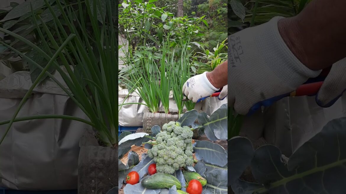 Happy Harvest is Healthy Belly@drkakfood  #organicvegtables #vegetablegardening #tomatogarden Happy Harvest is Healthy Belly@drkakfood  #organicvegtables #vegetablegardening #tomatogarden