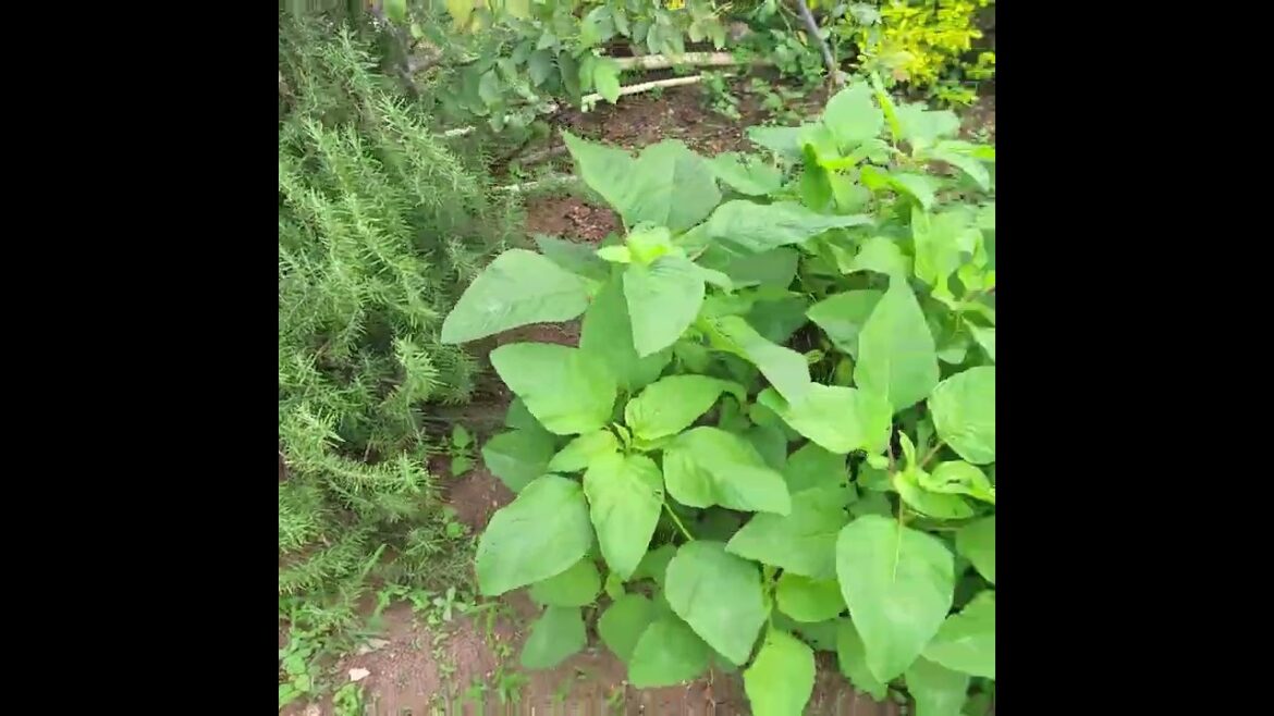 Vegetable garden Vegetable garden