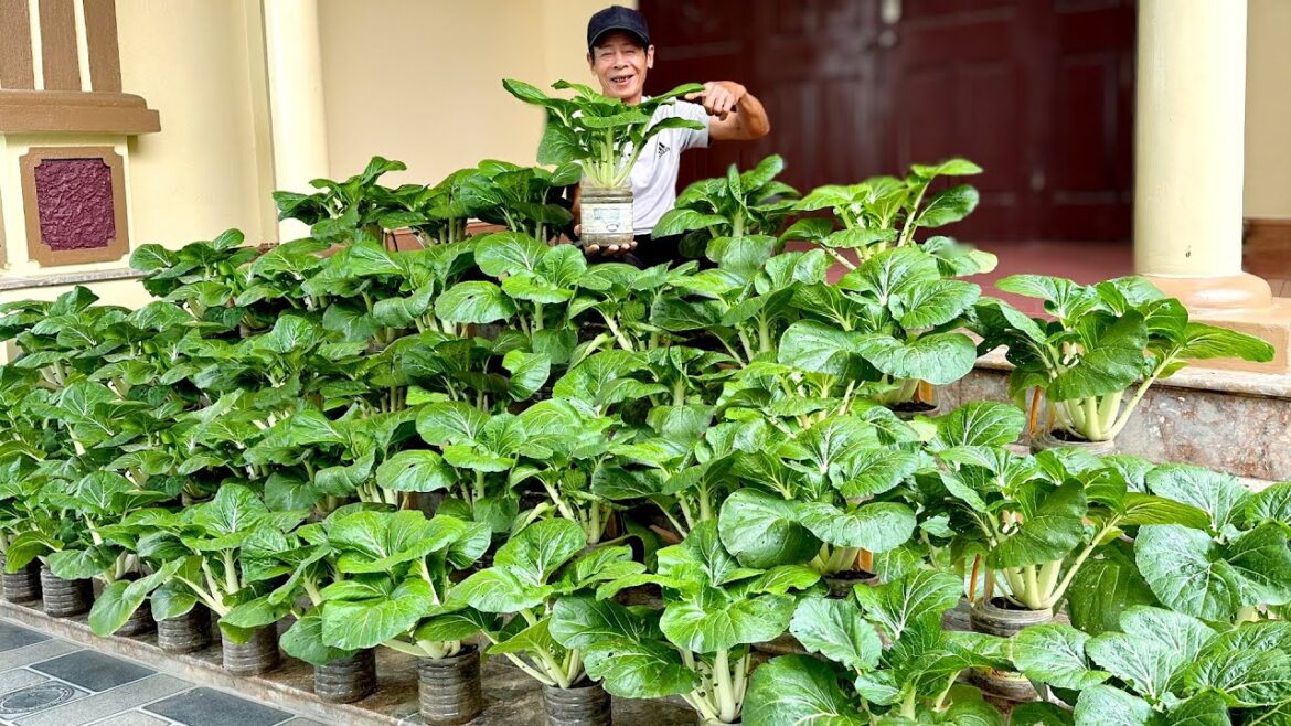 No Need Garden, No Need Care, No Need Buy Vegetables When You Know This Tip No Need Garden, No Need Care, No Need Buy Vegetables When You Know This Tip