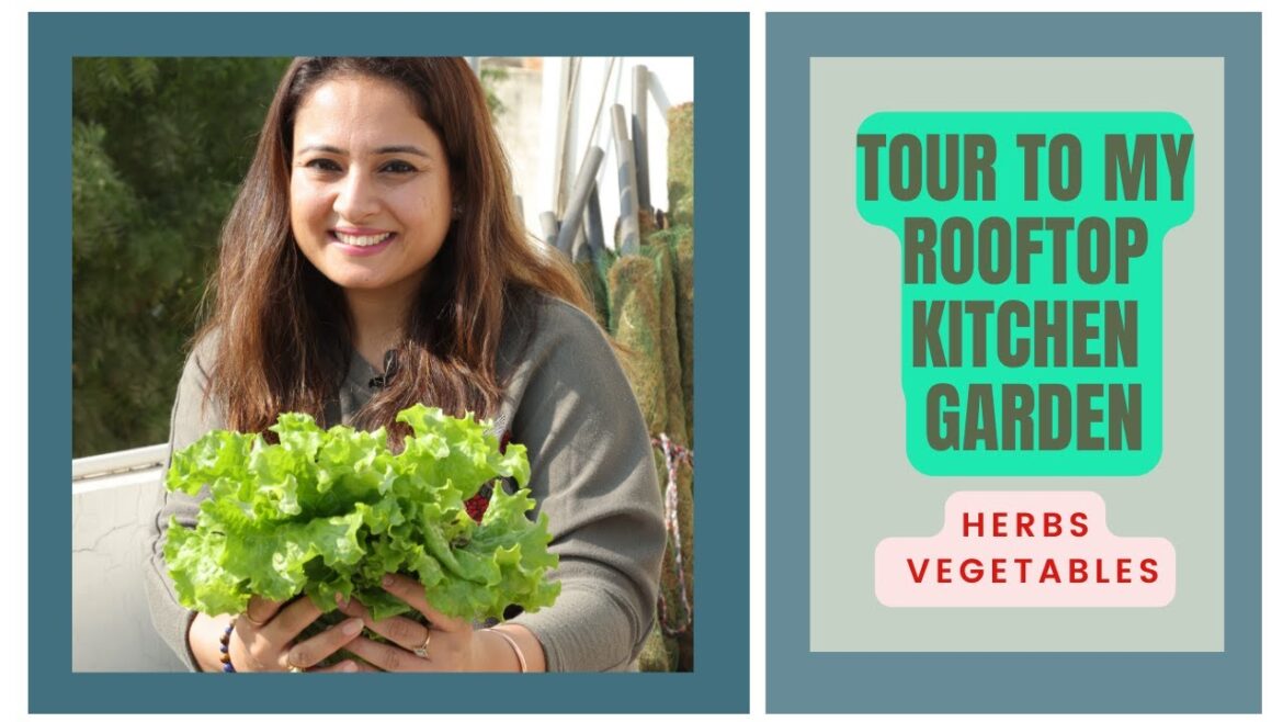My Rooftop Kitchen Garden, grow exotic vegetables on rooftop, Rooftop kitchen garden ideas My Rooftop Kitchen Garden, grow exotic vegetables on rooftop, Rooftop kitchen garden ideas