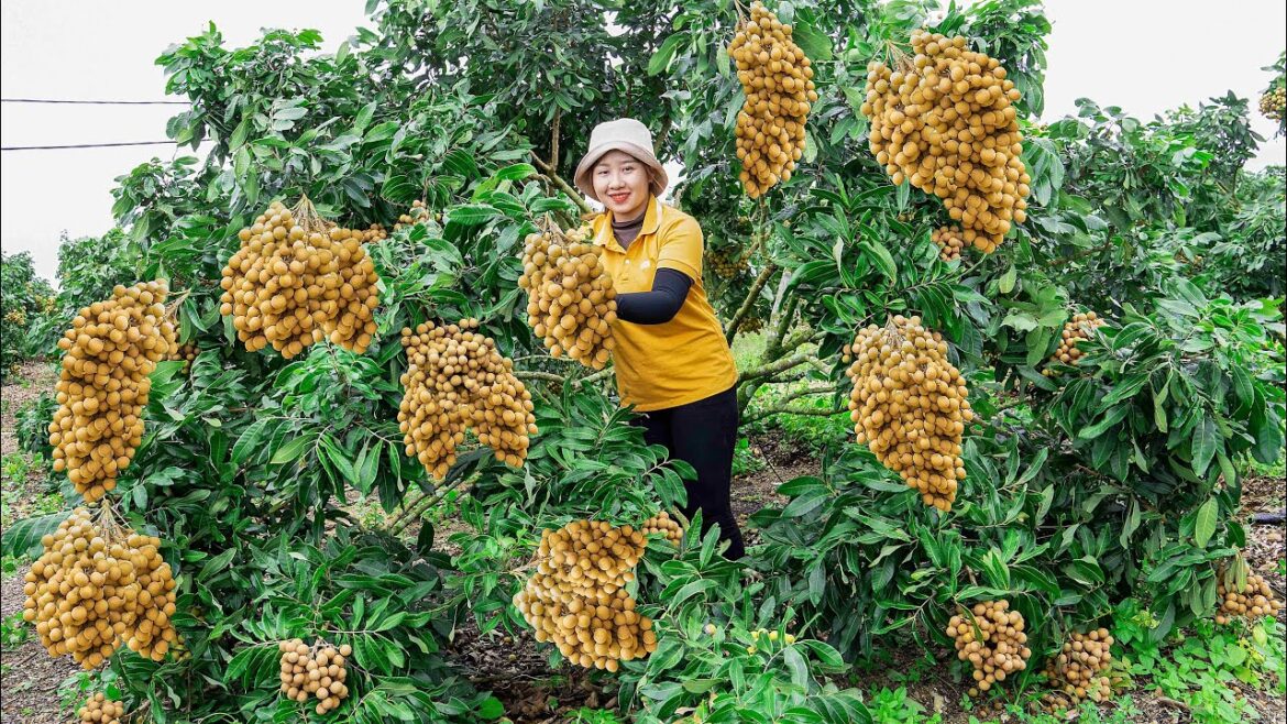 Harvesting Lychee garden to the market to sell Vegetable gardening! Lucia’s daily life Harvesting Lychee garden to the market to sell Vegetable gardening! Lucia's daily life