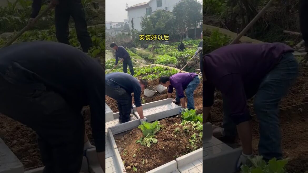 Grow gardening at home with best idea #ideagarden #lifegarden Grow gardening at home with best idea #ideagarden #lifegarden