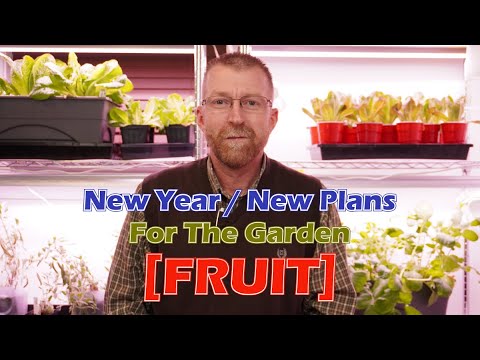 Growing Fruit In The Garden In 2024 Growing Fruit In The Garden In 2024