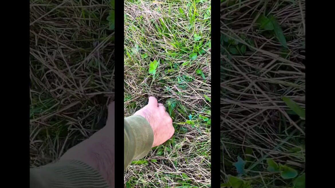 Grande funghi #funghiporcini #porcini #mushrooms #boletus #грибы #funghi #hribi #cepes #steinpilze