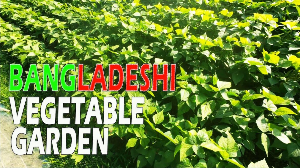 Vegetable Garden a village of Bangladesh | sylhet | Paton | Charkhai | Vegetable Garden a village of Bangladesh | sylhet | Paton | Charkhai |