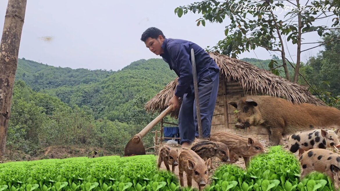 Clearing land to create a vegetable garden to plant sweet potatoes for sows. (EP133) Clearing land to create a vegetable garden to plant sweet potatoes for sows. (EP133)