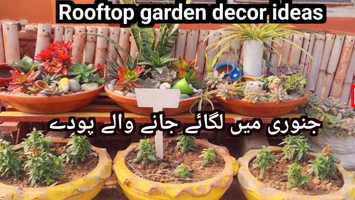 Rooftop garden update|gardening for beginners|Vegetable garden|succulents! Rooftop garden update|gardening for beginners|Vegetable garden|succulents!