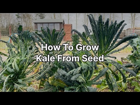 How To Grow Kale From Seed, How To Grow Cavolo Nero From Seed, Growing Kale, Vegetable Gardening How To Grow Kale From Seed, How To Grow Cavolo Nero From Seed, Growing Kale, Vegetable Gardening
