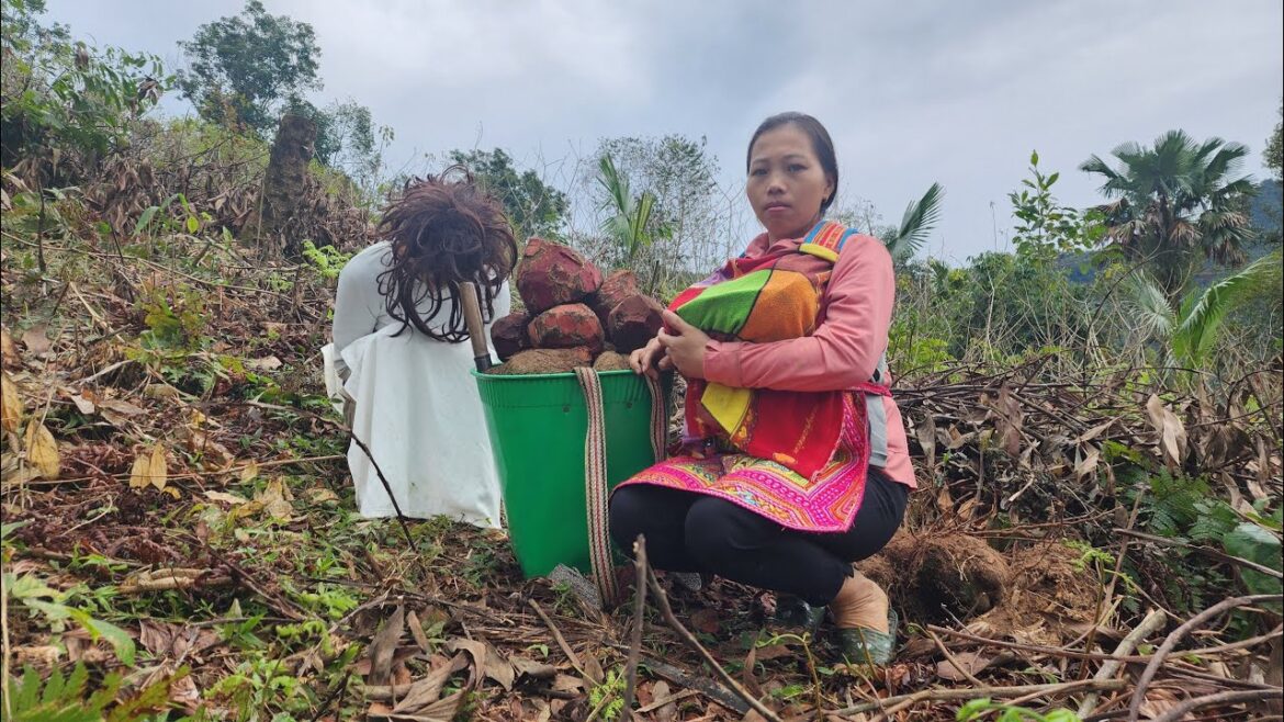 Gardening, buying vegetables for my husband, cutting tubers in the forest to sell.singlemom thào mai Gardening, buying vegetables for my husband, cutting tubers in the forest to sell.singlemom thào mai