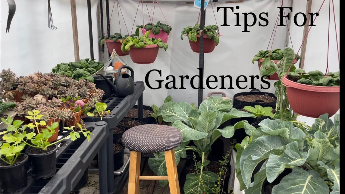 Essential Tips For Small Space Gardeners Vegetable Gardening  2024  | Suburban Gardening Essential Tips For Small Space Gardeners Vegetable Gardening  2024  | Suburban Gardening
