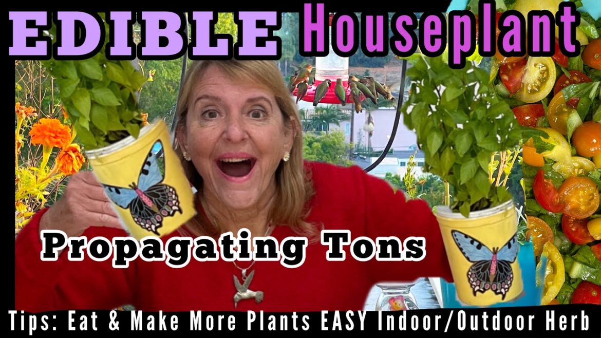 How to Grow Plant Cuttings, MUSHROOM Herb Grows as Houseplant, Garden Vegetable Container Gardening How to Grow Plant Cuttings, MUSHROOM Herb Grows as Houseplant, Garden Vegetable Container Gardening